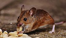 24 Hour & Emergency Exterminators in Wabek, ND